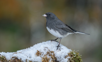 Dark-eyed junco / ***