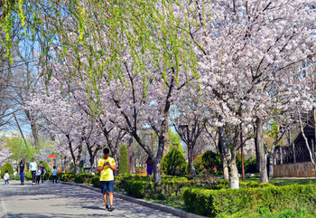 Spring mood / ***
