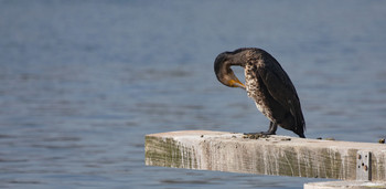 The cormorant / The cormorant is a bird species from the cormorant family. The distribution area of the species covers large parts of Europe, Asia and Africa, as well as Australia and New Zealand, Greenland and the east coast of North America. As with all representatives of the genus Phalacrocorax, the diet consists almost exclusively of fish. Cormorants are sociable in all seasons, the breeding colonies are located on coasts or larger waters. Population and distribution of the species were strongly influenced in Europe by massive human persecution, in the central European inland the species was at times almost extinct. In recent decades, there has been a marked recovery of the population. The cormorant was Bird of the Year 2010 in Germany and Austria.
Higher classification: Phalacrocorax
Scientific name: Phalacrocorax carbo
(wiki)