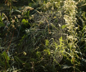 Summer Idyll / ***