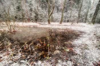 Frozen Forest / ***