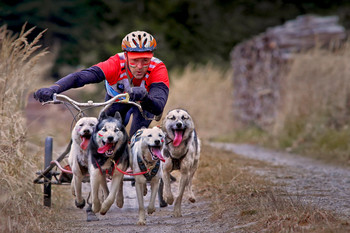 Husky Power / Wagenrennen