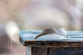 Feather / ***
