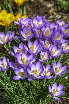 Purple Crocus / These purple crocus looked so gorgeous in my garden