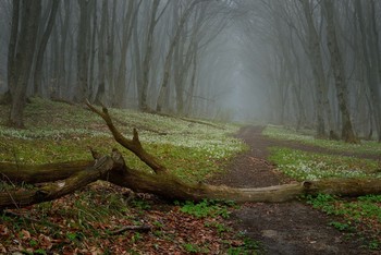 In forest / ***