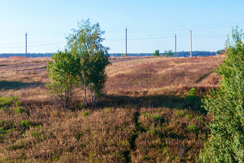 Polyushko-field / ***