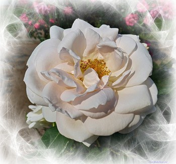 Rose / ***