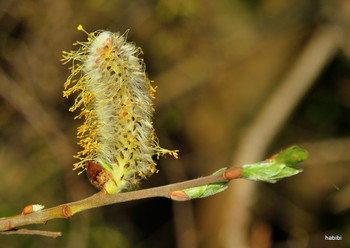  / Frühling 2019,leider nur aus meinen Archiv. :)