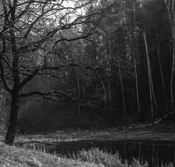Frühling im Wald / ***
