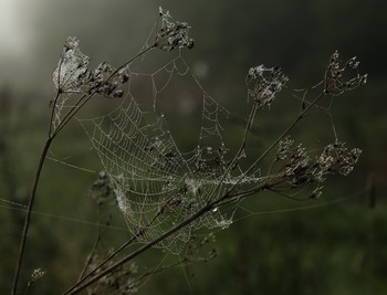 Autumn Perlen / ***