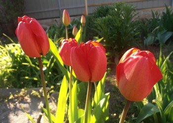 April morning / ...