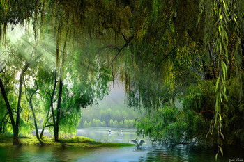 Willow / ***