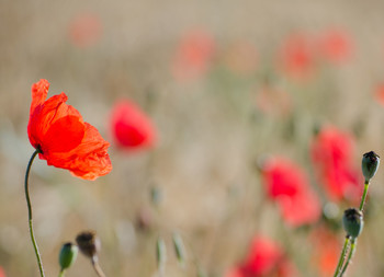 Mohn / ***