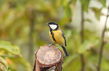 Abschied von der Indian Summer / ***