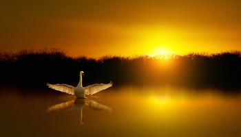 Ultimi raggi / Cigno al tramonto.