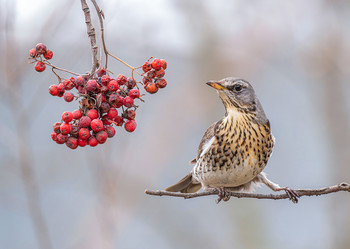 Thrush Fieldfare / .....