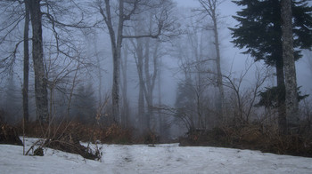 Mysterious Forest / ____