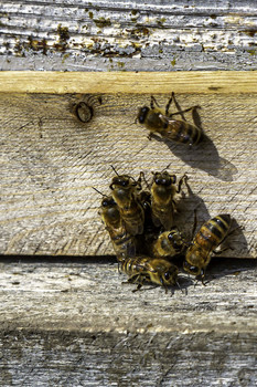 Out of My Way / These busy bees were shouting out of my way, coming through