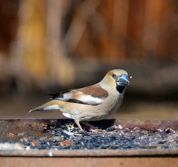 Grosbeak / ***