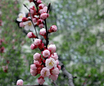 Frühling / ***