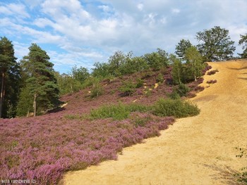 Fischbeker Heide Hamburg / ***