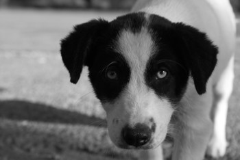 Blick / ***