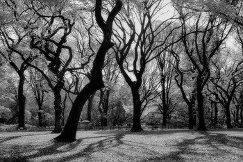 Central Park Jazz / ***