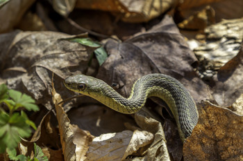 Small Garter Snake / This small Garter snake was ok with hanging around while I took its picture