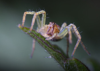spider / ***