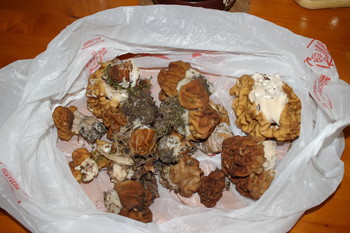 &nbsp; / Timiryazev park, Koptevo neighborhood, Moscow, Russia