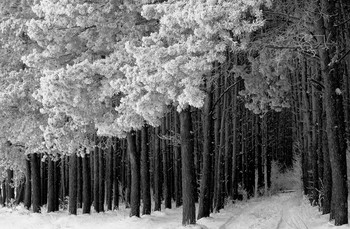 Winterwald / ***