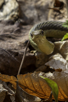 Stairing at You / This Garter snake is staring at you but not afraid
