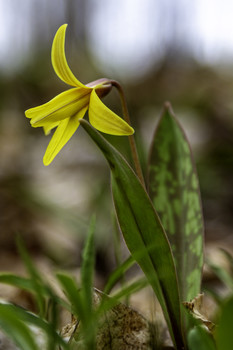Yellow Spring Wildflower / This beautiful yellow spring wildflower was all through the woods