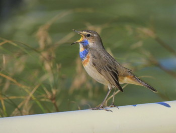 Vogelgesang / ***