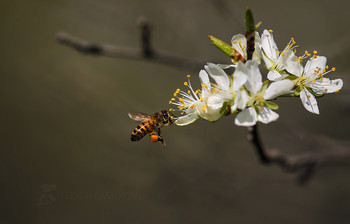 Bee / ***