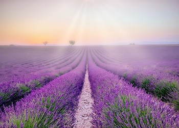 Provence ... / ***