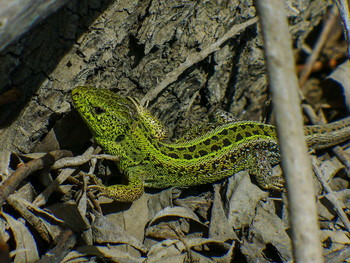 lizard / ***