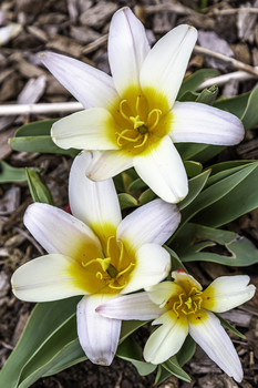 Tiny Tulips / These pretty and tiny tulips were quite unusual to me