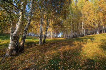 Birke im Herbst / ***