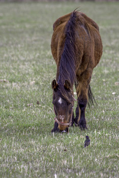 Bird looking at Horse / While this bird was looking at this horse the Horse was thinking "what are you looking at"