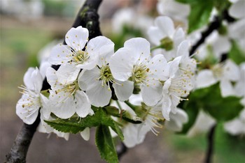 Frühling / ***