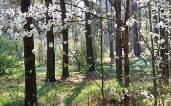 Spring Forest / ***