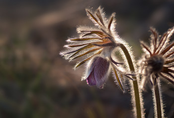 Pasque-flower / ***