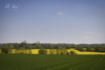 Sunny day / Die Landschaft Angeln zur Zeit der Rapsblüte
