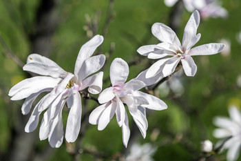 White Magnolia blooms / This bush was full of beautiful white magnolia blooms