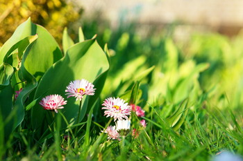 Daisies / ***