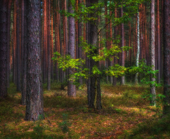 Wald Study / ***