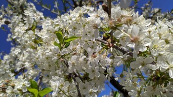 Kirschbaum / ***