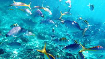 The Caribbean / ***
