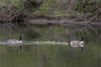 Family Outing / This Canadian goose family was having an outing together